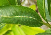 ბარონის მუხლუხი