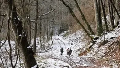 Skas, On hunting, Russian Federation, 2015